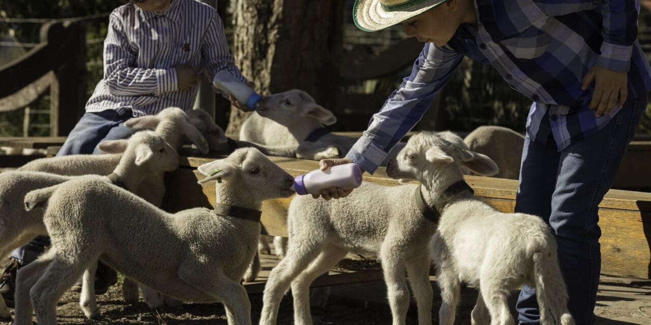 Hotel no Vale dos Vinhedos oferece vouchers para experiências exclusivas na Serra Gaúcha