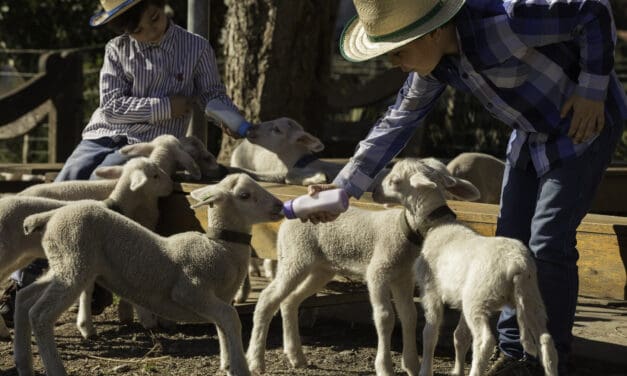 Hotel no Vale dos Vinhedos oferece vouchers para experiências exclusivas na Serra Gaúcha