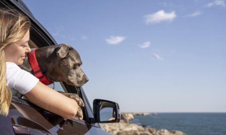 Seguro para Pets em viagem internacional tem custo médio de R$ 165, diz estudo