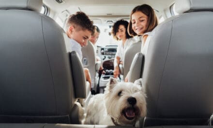 Como viajar com animais de estimação: dicas para cada meio de transporte