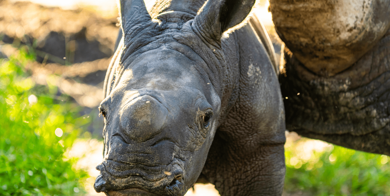 Busch Gardens comemora nascimento de rinoceronte-branco raro