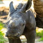 Busch Gardens comemora nascimento de rinoceronte-branco raro