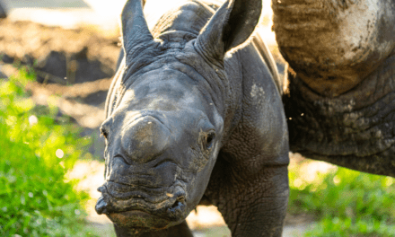 Busch Gardens comemora nascimento de rinoceronte-branco raro