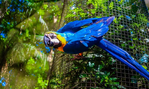 3° Integra BWT explora a fauna e atrações de Foz do Iguaçu