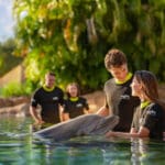 Discovery Cove atualiza requisitos para interação com golfinhos