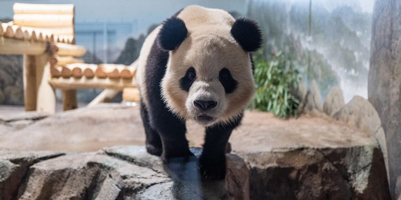 National Zoo recebe dois novos pandas gigantes: Bao Li e Qing Bao