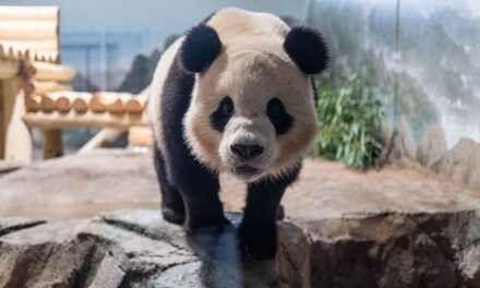 National Zoo recebe dois novos pandas gigantes: Bao Li e Qing Bao