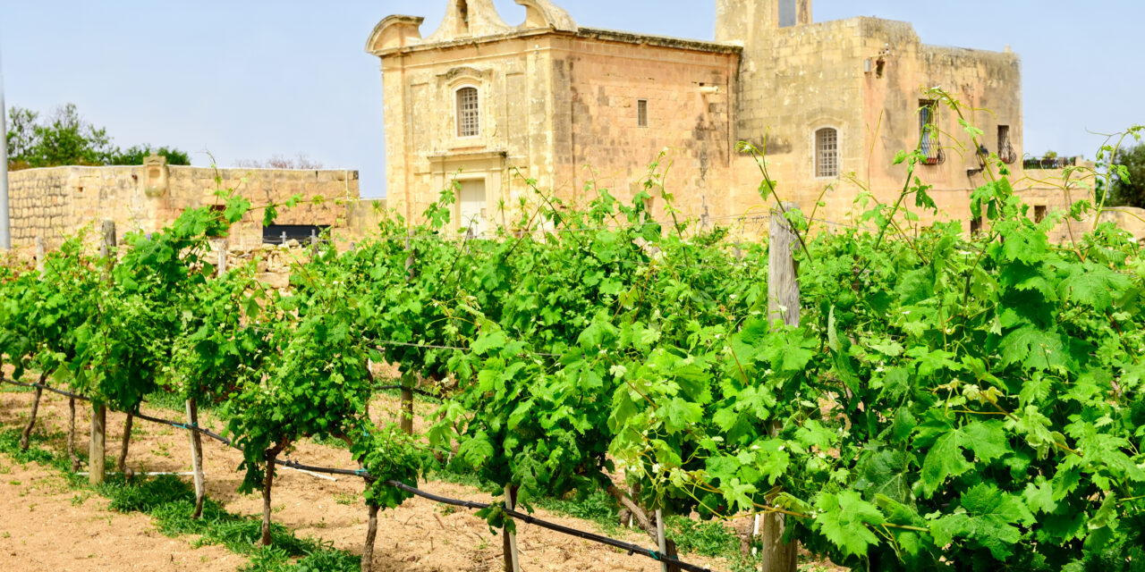 Vinhos de Malta e Gozo – A História