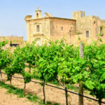 Vinhos de Malta e Gozo – A História