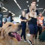 Setor aéreo lança guia para transporte seguro de animais de estimação