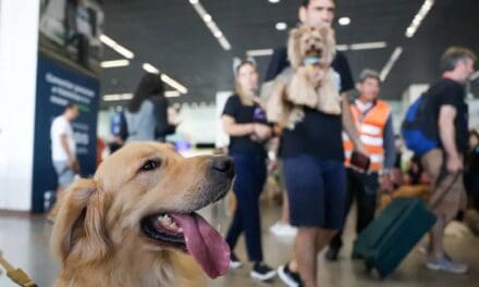 Setor aéreo lança guia para transporte seguro de animais de estimação