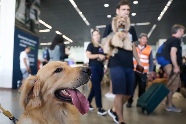 Setor aéreo lança guia para transporte seguro de animais de estimação