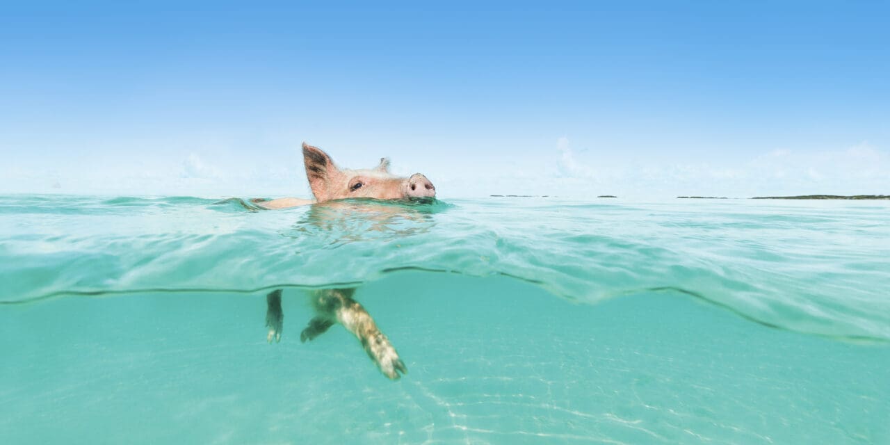 Exumas: um paraíso de luxo e natureza nas Bahamas