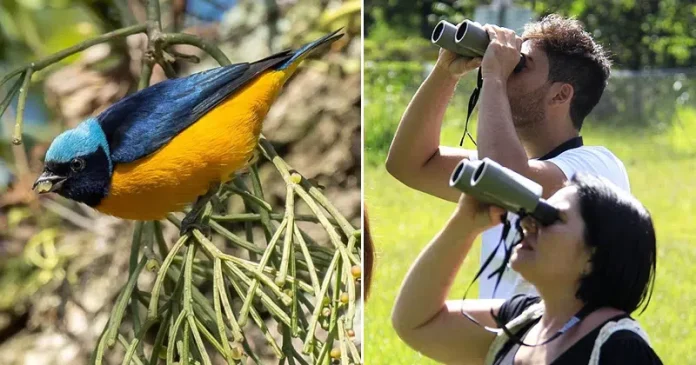 20240410_00_observacao_aves_avistar_usp.jpg São Paulo Avistar