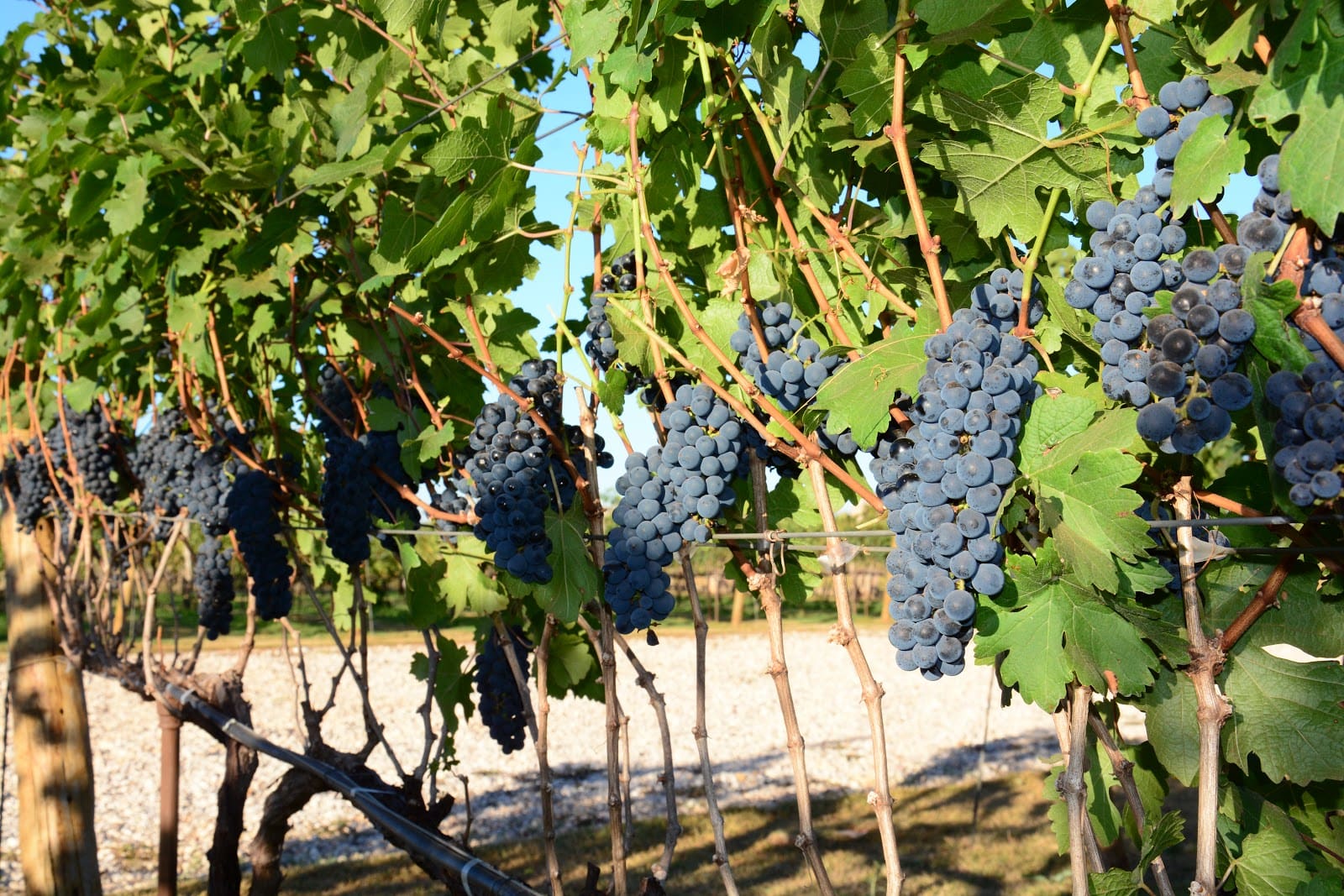 Rotas do Vinho em São Paulo trazem crescimento significativo para vinícolas e estimulam turismo regional