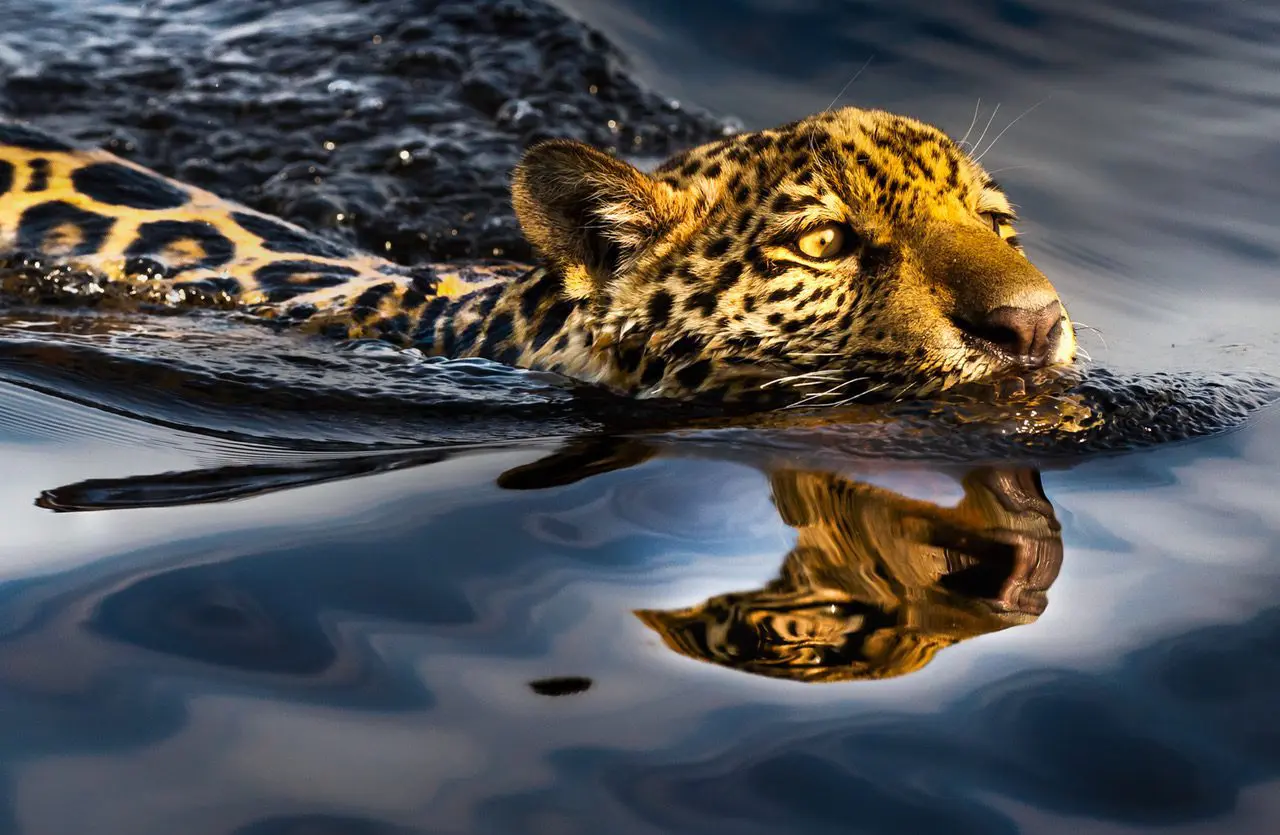 araquem-alcantara-onca-pintada-rio-paraguai-serra-do-amolar-mato-grosso-do-sul-2018