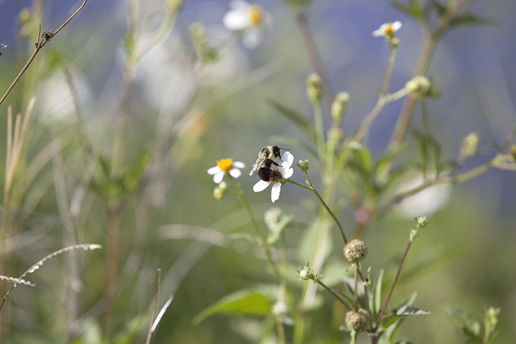 unnamed (3Kennedy Space Center - Dia da Terra Kennedy Space Center - Dia da Terra