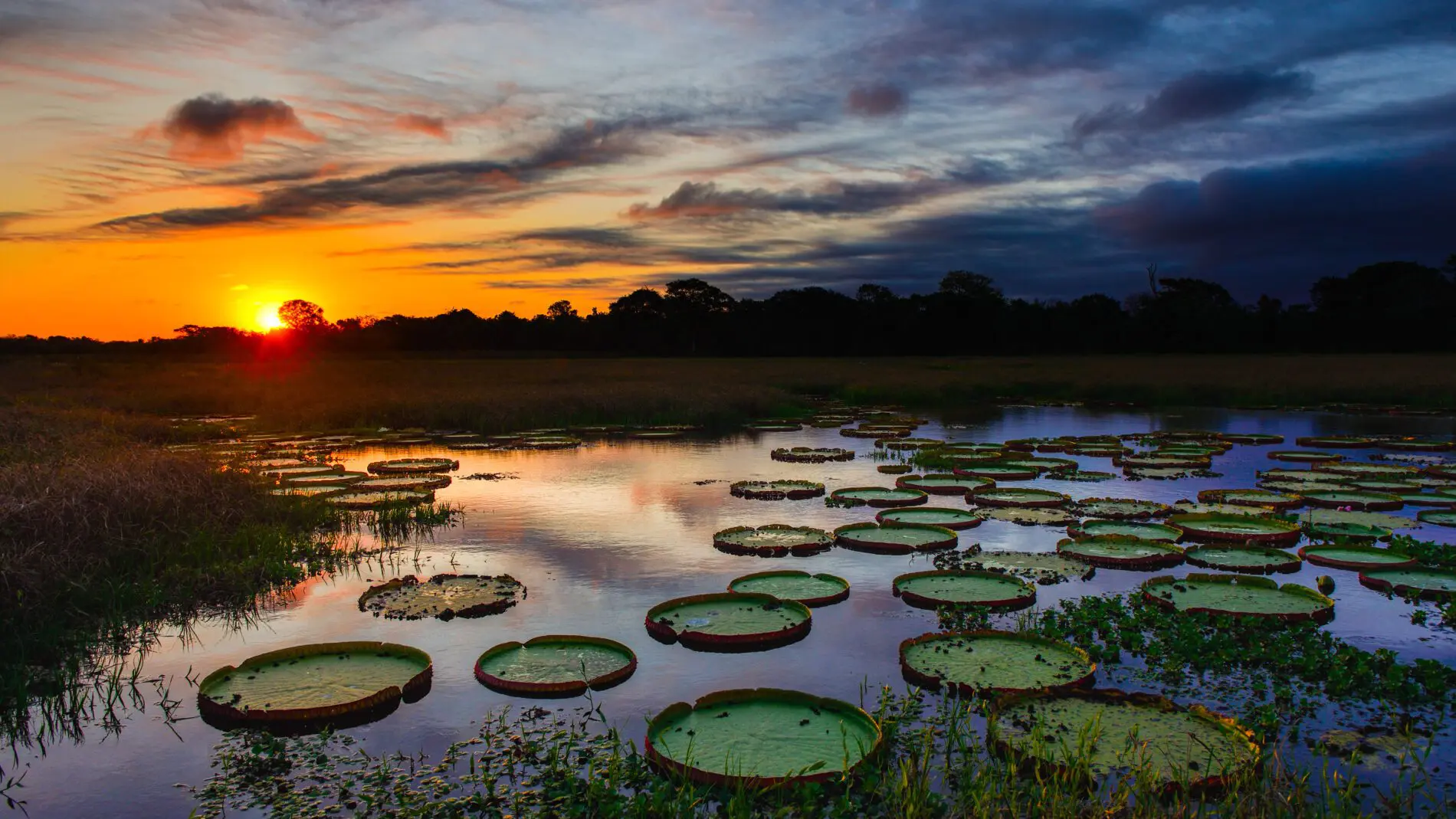 Pantanal. Foto: Divulgação/Hurb