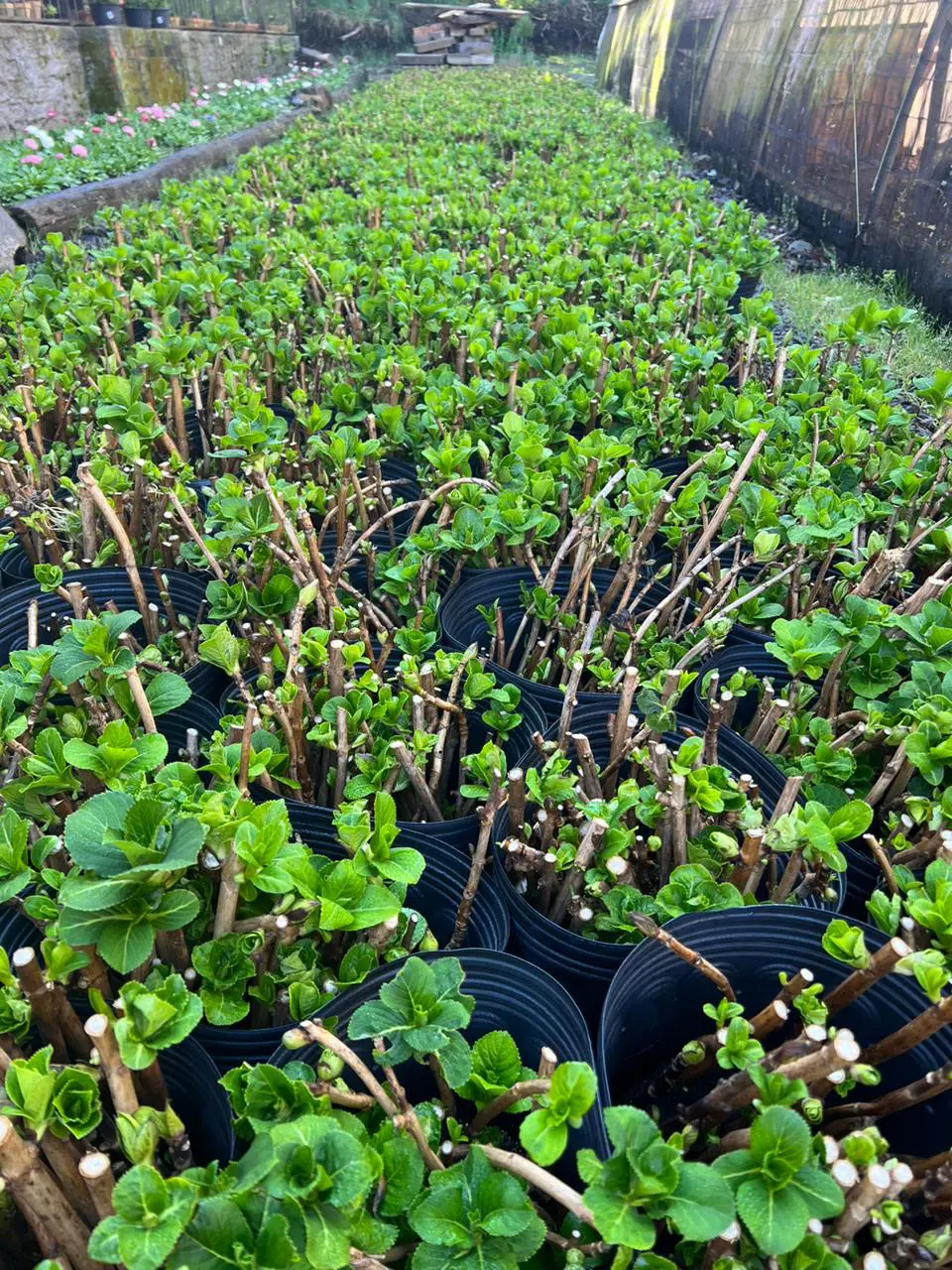 Horto Oscar Knorr 2023. - Foto: Sophia Dienstmann Horto Oscar Knorr 2023. - Foto: Sophia Dienstmann