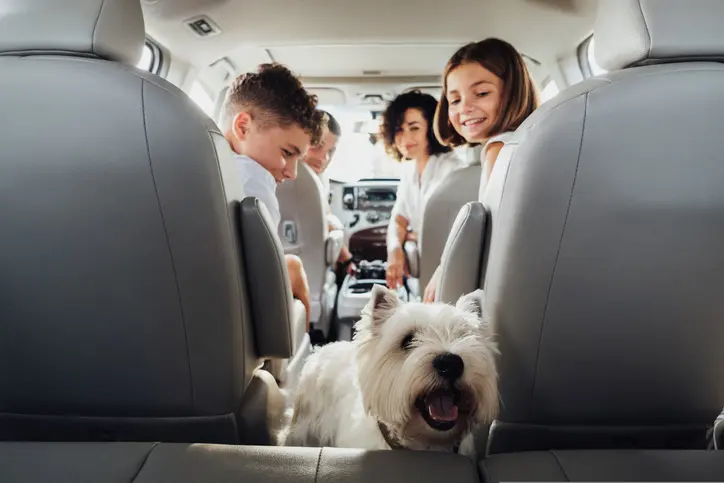 West Highland White Terrier Dog in Focus and Blurred Four Members Family Traveling by Minivan Car, Mother and Father with Two Teenage Children and Pet on a Weekend Road Trip viajar pets animais