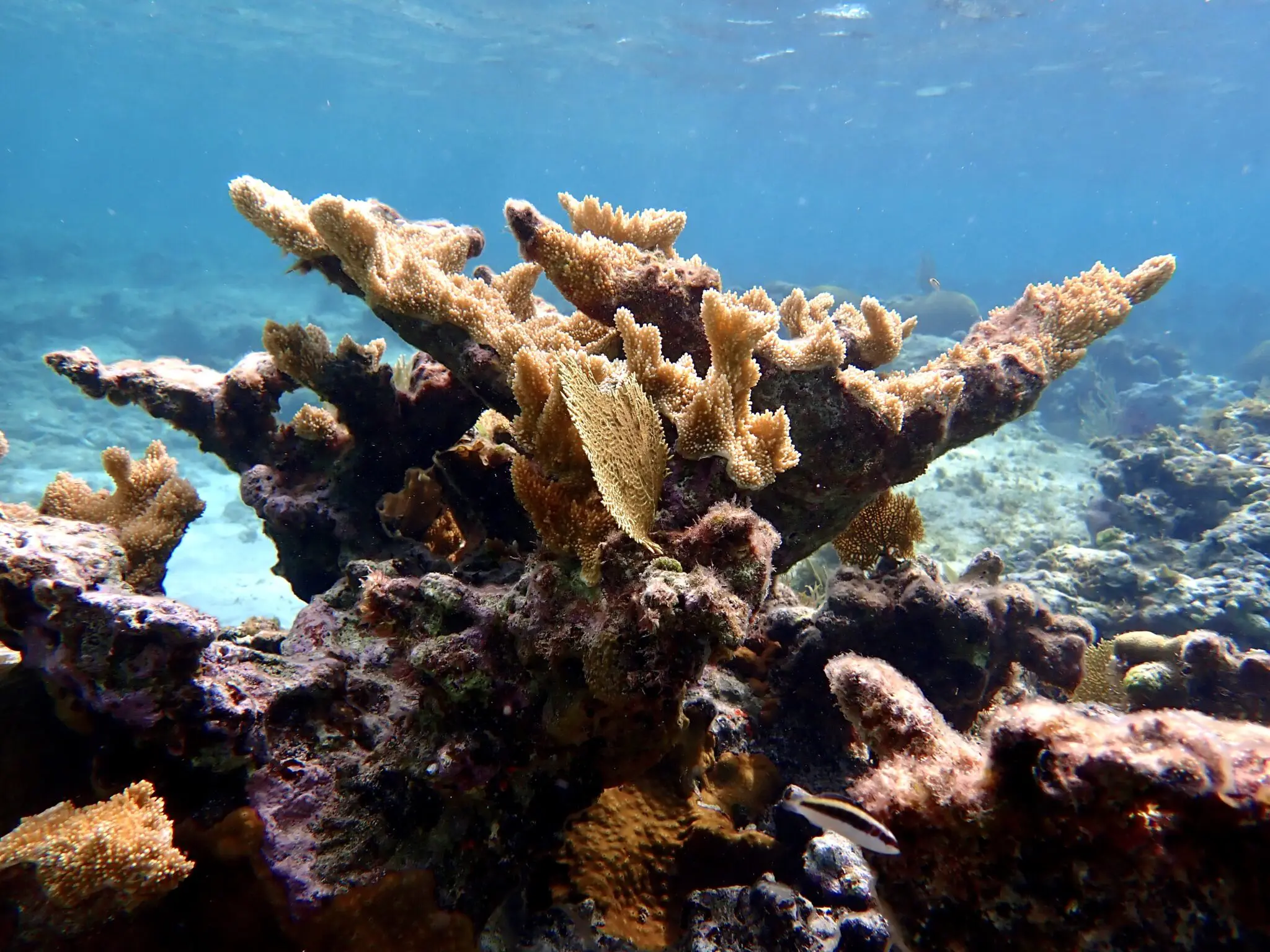 link (5) MSC Foundation