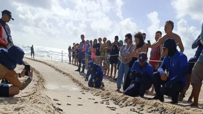 A tartaruga-oliva é considerada uma espécie incomum na região. Crédito: Divulgação/Beach Park