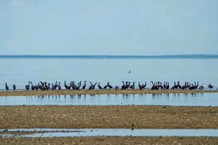 Los Cabos recebe certificação Bird City e anuncia Festival Internacional das Aves