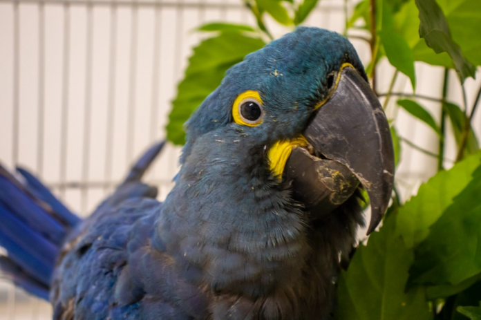 Latam arara-azul