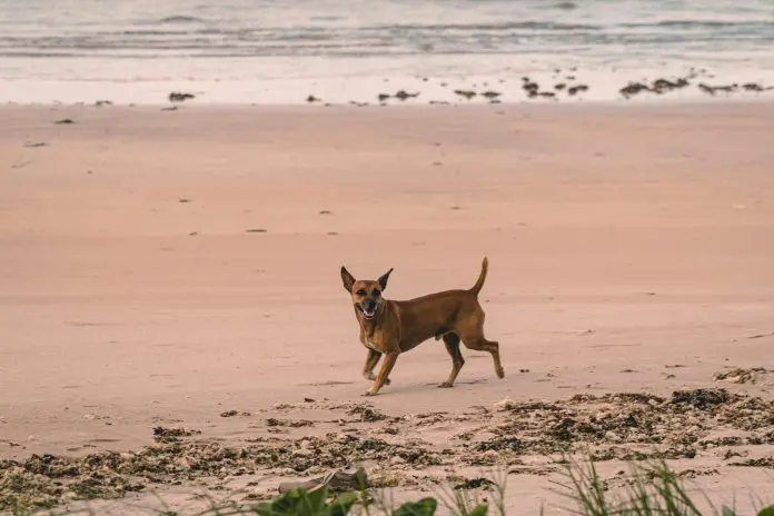 Com nova regulamentação, praia dos Ingleses e do Campeche passa a ter horário restrito para circulação de cães Crédito: Vinicius A. Nascimento/pexels