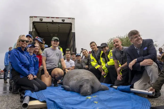 SeaWorld atinge o marco de 43 mil resgates de animais, destacando a necessidade contínua de apoio à vida selvagem. Crédito: Divulgação