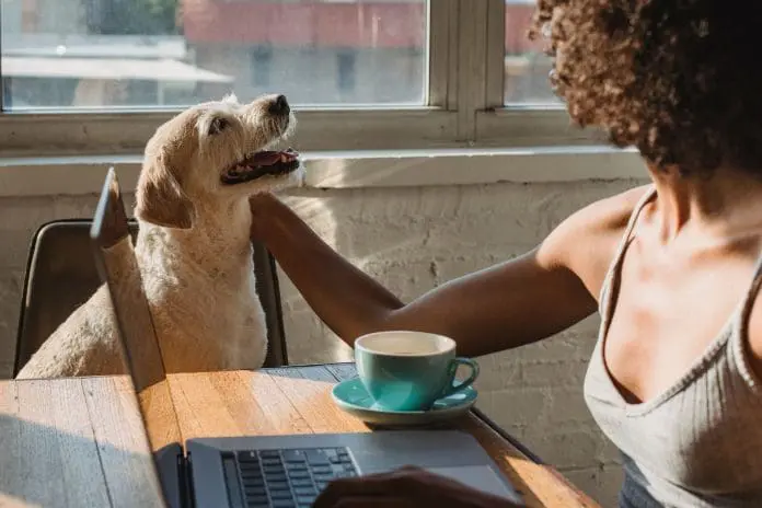 Pesquisa do Ministério do Turismo busca mapear hábitos de viajantes e desafios do mercado pet friendly. Crédito: Samson Katt /pexels