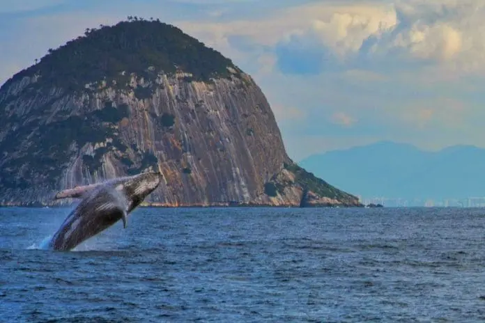 Visit Rio lança cartilha com orientações para observação responsável das baleias-jubarte no litoral carioca. Crédito: Divulgação/Saveiro Tours Visit Rio lança cartilha com orientações para observação responsável das baleias-jubarte no litoral carioca. Crédito: Divulgação/Saveiro Tours
