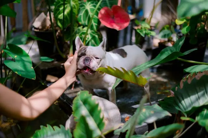Pesquisa do MTur vai subsidiar a elaboração de um manual de boas práticas e de um guia nacional sobre turismo pet friendly. Crédito: 🇻🇳🇻🇳Nguyễn Tiến Thịnh 🇻🇳🇻🇳/pexels