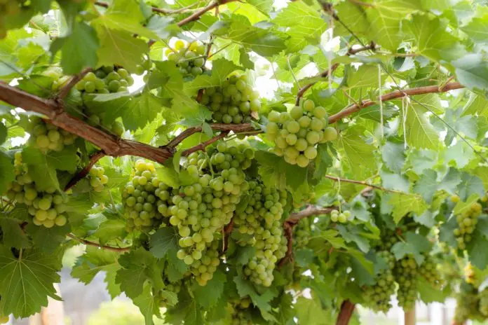Estado reúne cerca de 116 produtores de uva, 410 hectares cultivados e produção distribuída por 55 municípios goianos. Crédito: Emater Goiás