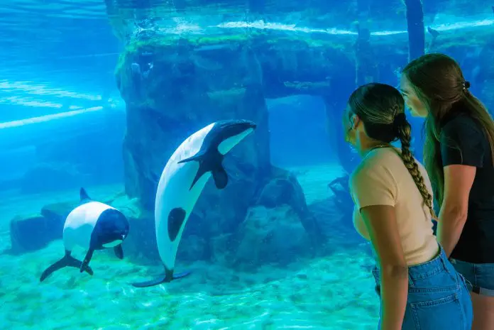 SeaWorld Orlando e Aquatica renovam certificação da American Humane Society após avaliação de bem-estar animal. Crédito: Divulgação