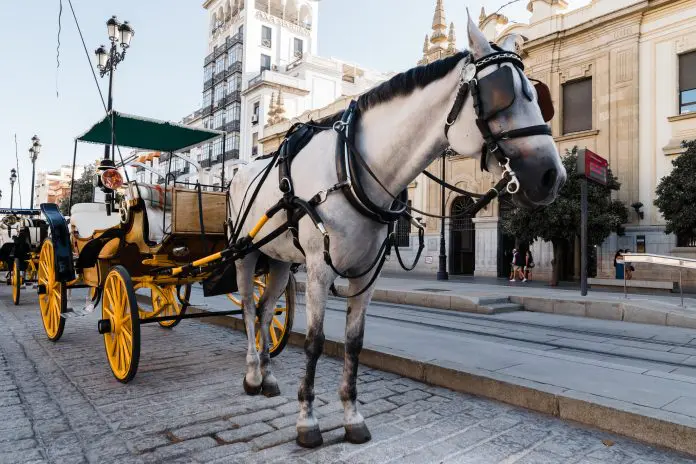 Closeup shot of a carriage with a white horse in an old town carruagem nova york