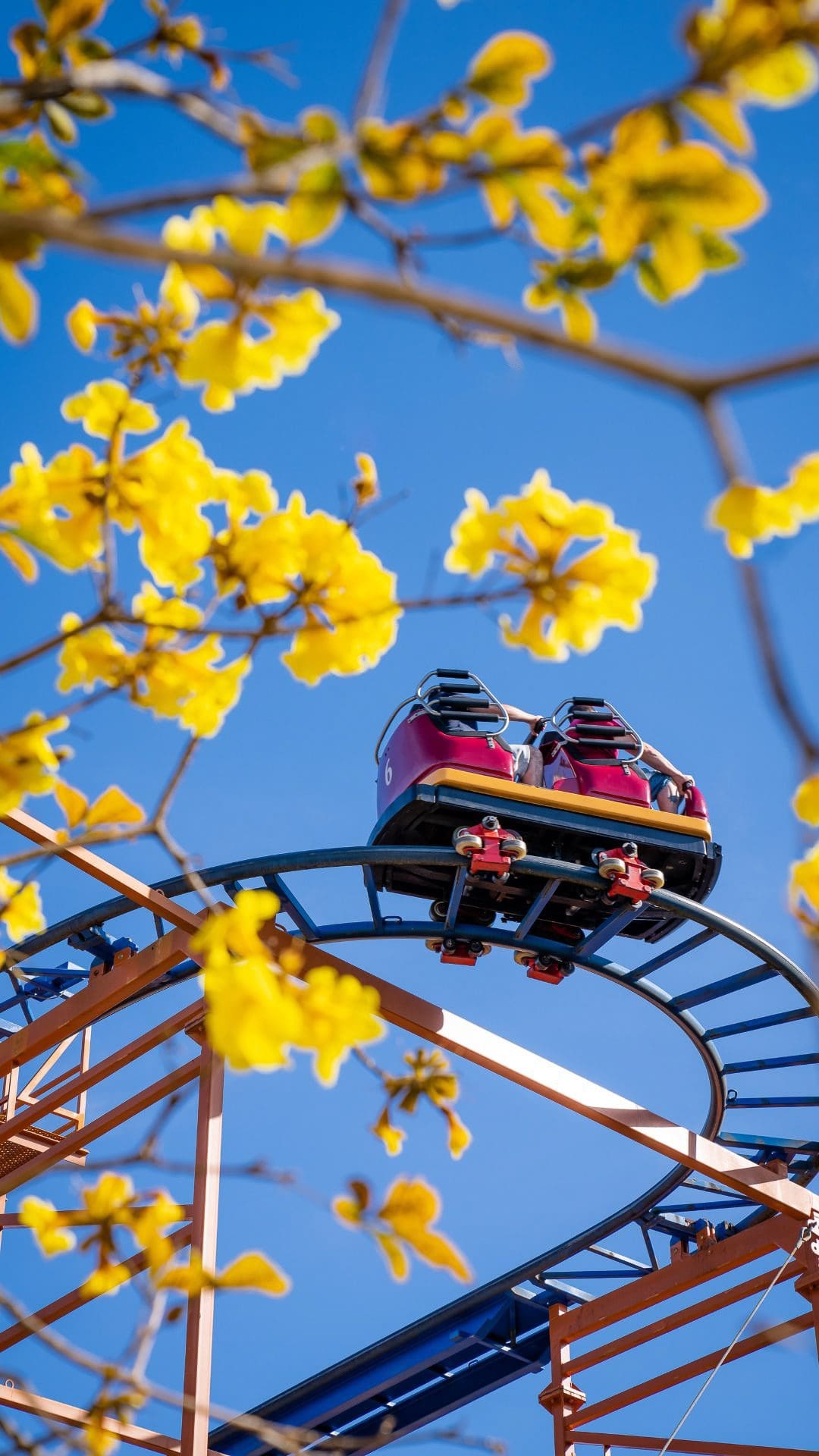 Busch gardens - SandSerpent