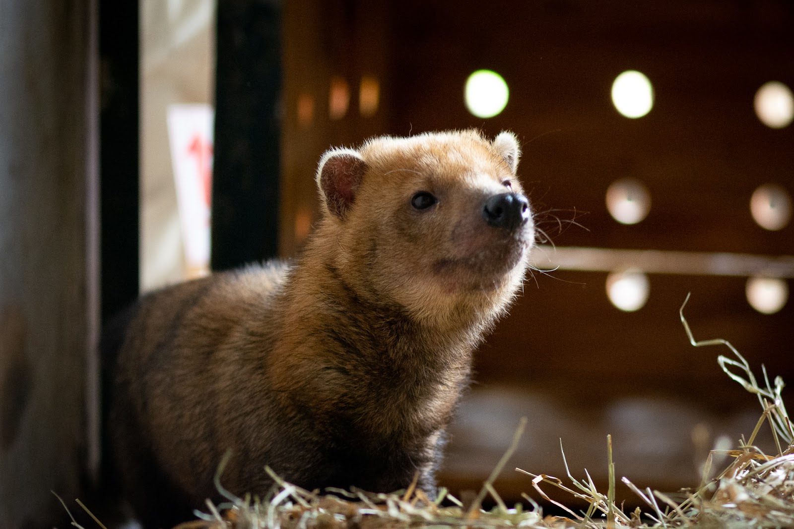 Cachorro-vinagre apelidado de Rondon foi resgatado em Rondonópolis (MT). Foto: Zoológico de Brasília (DF)