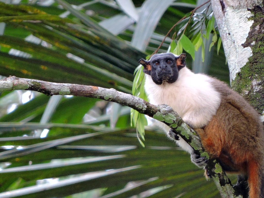 Avião Solidário da Latam transporta Sauim-de-coleira (Saguinus bicolor) e Sagui-da-serra-escuro (Callithrix aurita) gratuitamente do Rio de Janeiro a Bauru (SP). Foto: Dayse Campista