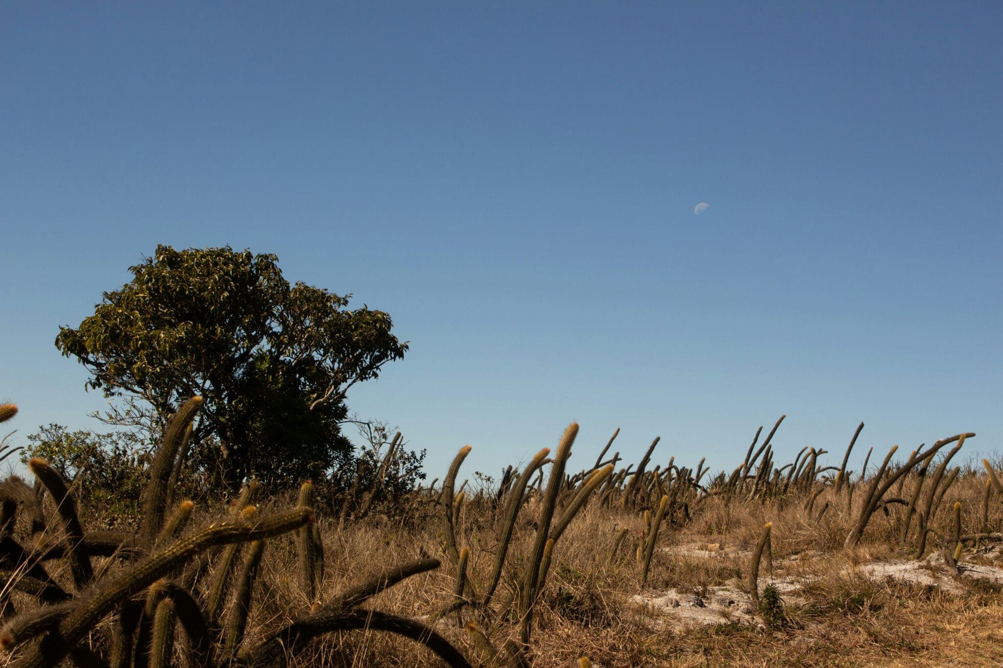 serra da canastra projeto