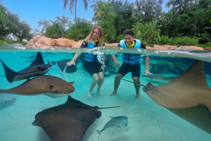 Discovery Cove lança promoção exclusiva para agências