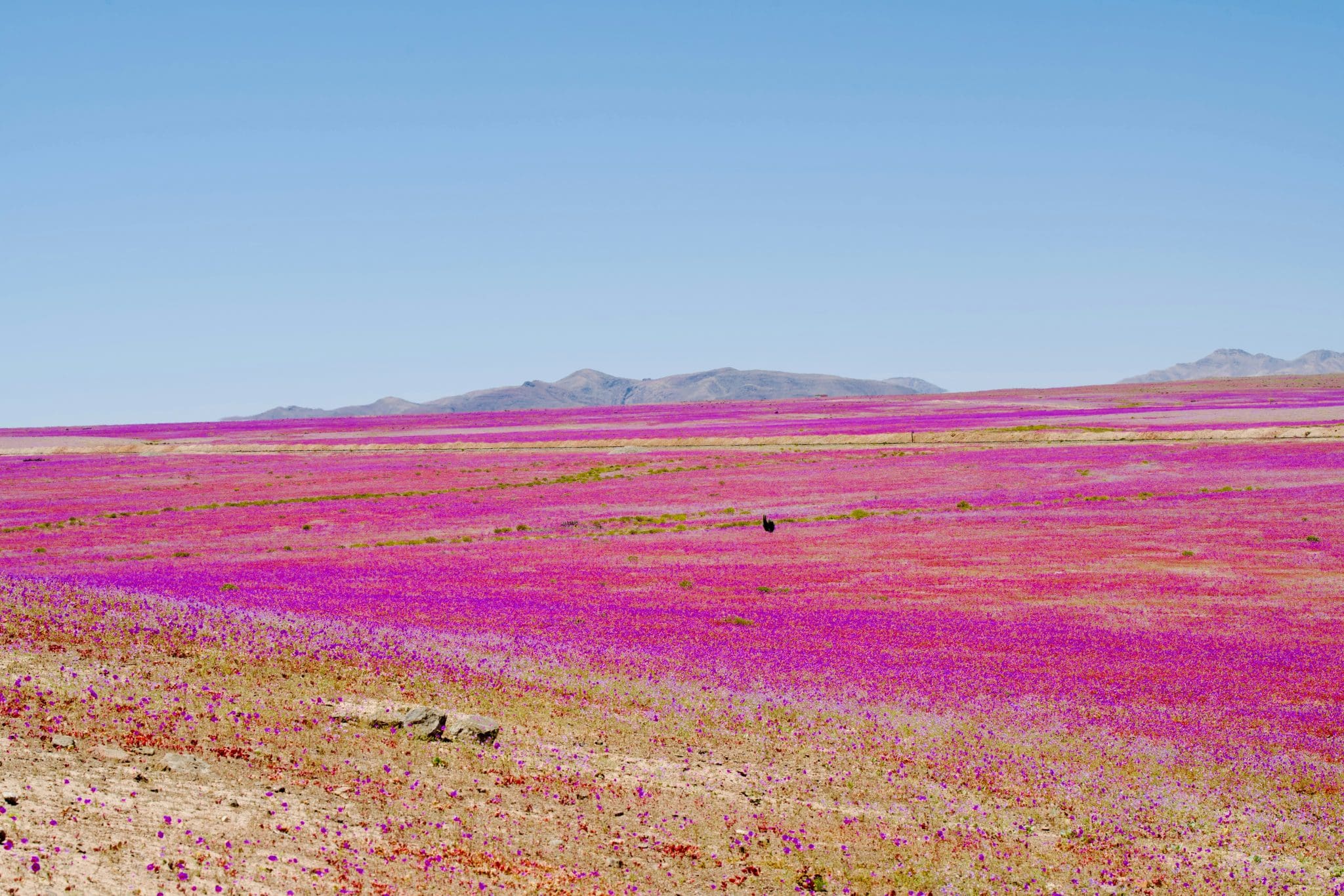 Deserto do Atacama floresce após chuvas associadas ao El Niño