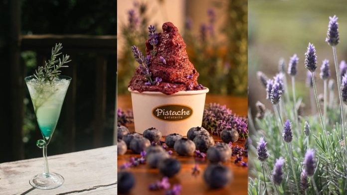Restaurantes, cafés e produtores artesanais de Cunha apresentam produtos inspirados na lavanda durante a programação de outubro. Crédito: Divulgação/Descubra Cunha